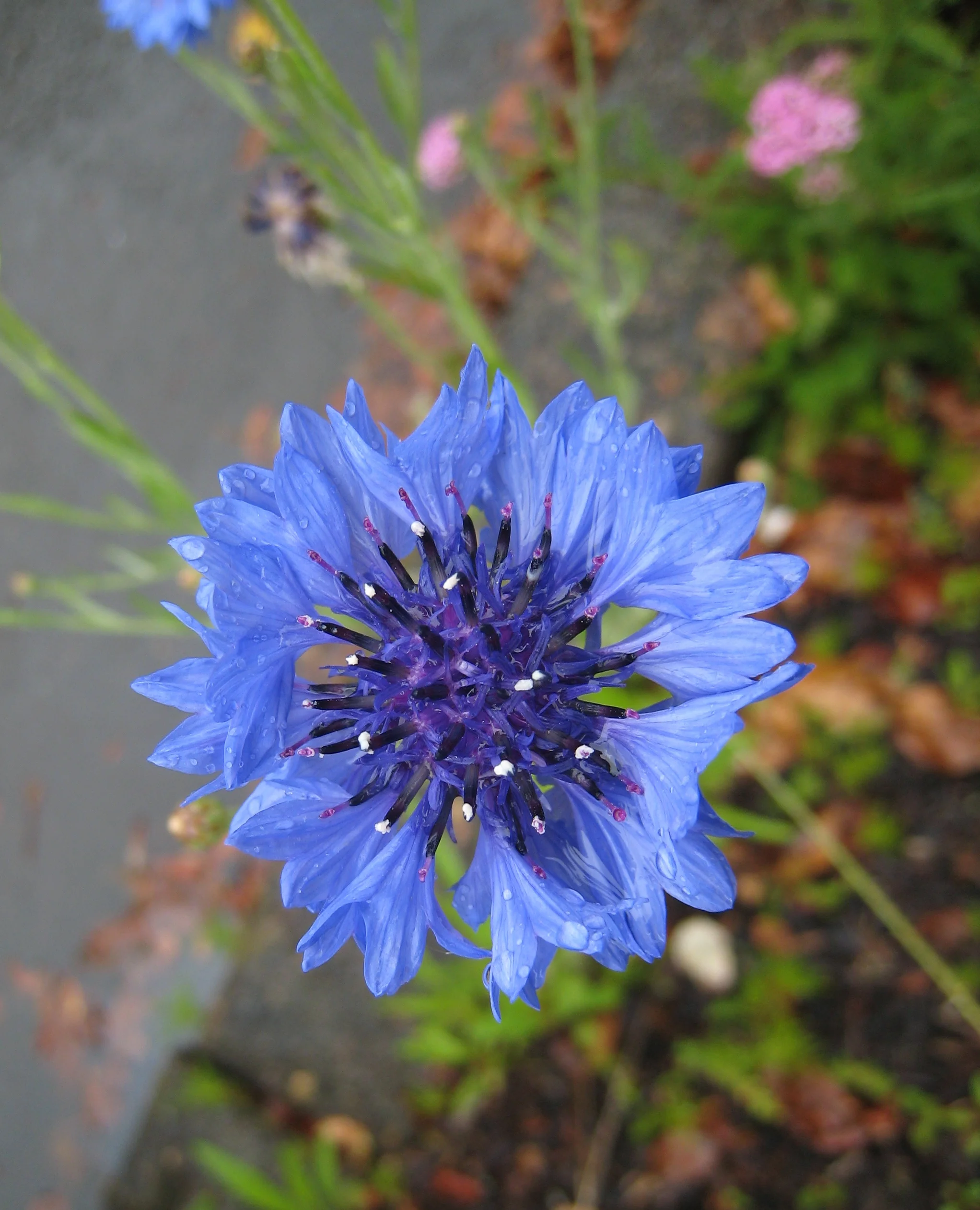 IMG_0277 Bachelor Button flower.JPG