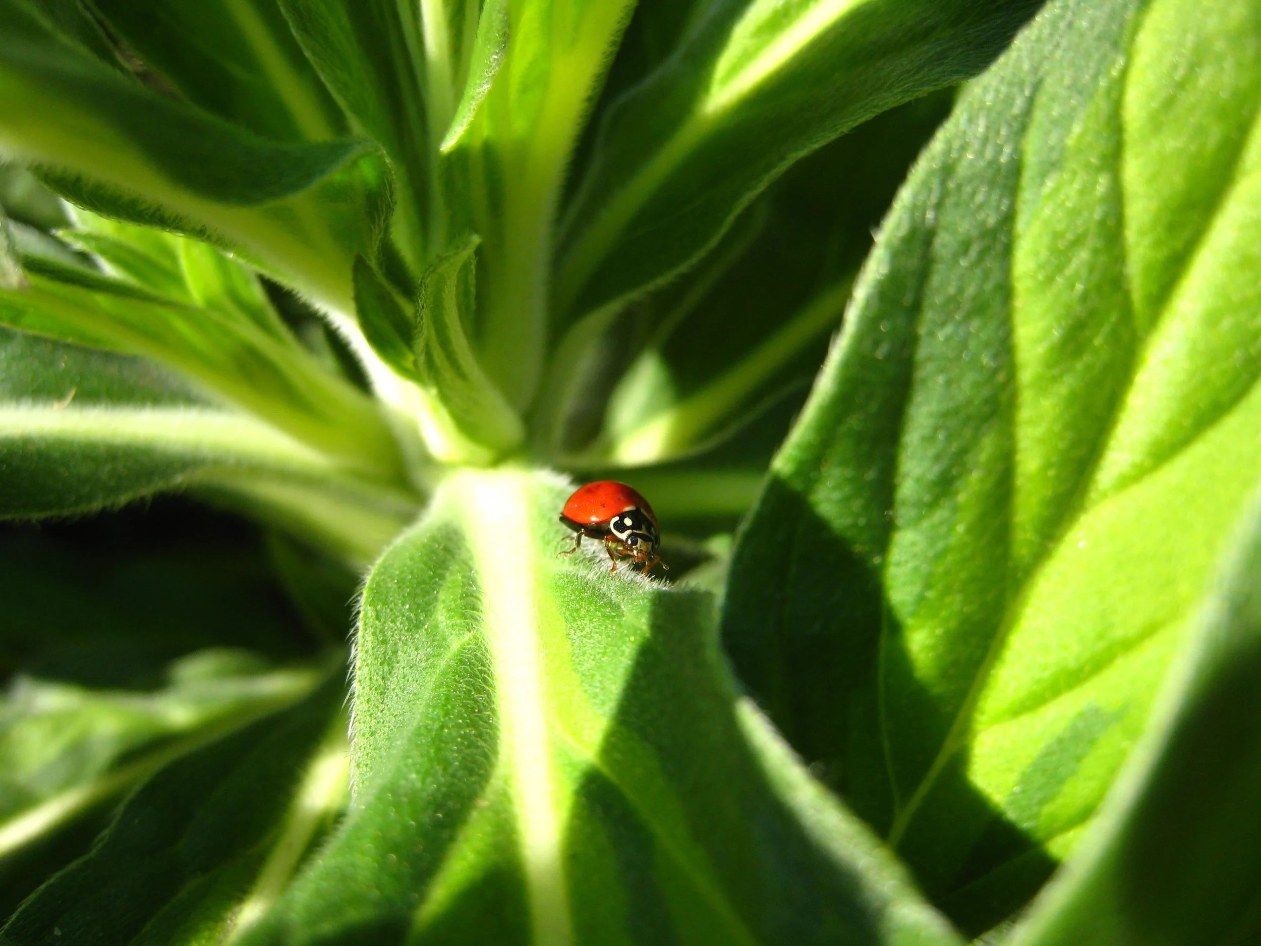 IMG_2760 Ladybug.JPG