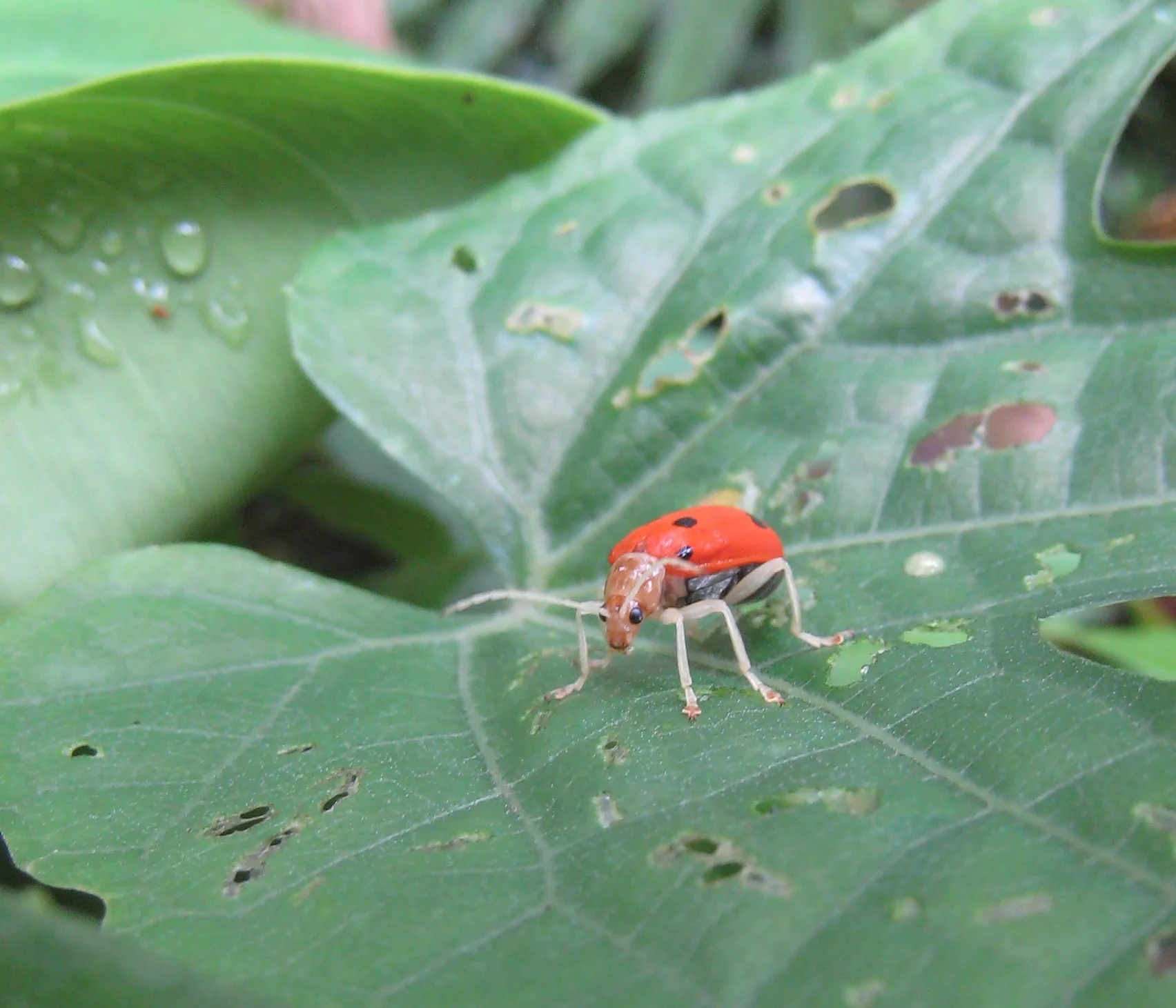 IMG_6605 Ladybug 2.JPG