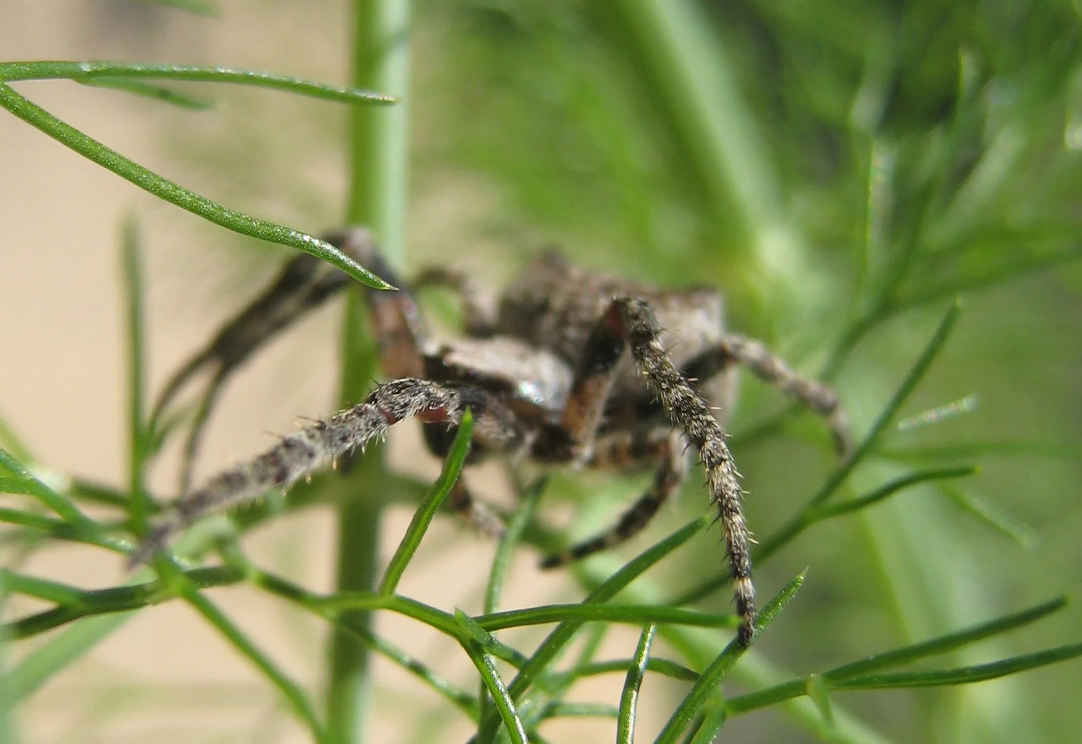 IMG_8044 Spider.JPG