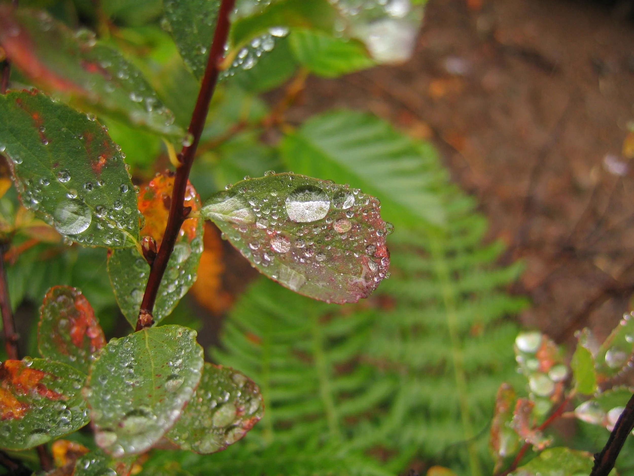 P9 Water Droplet.jpg