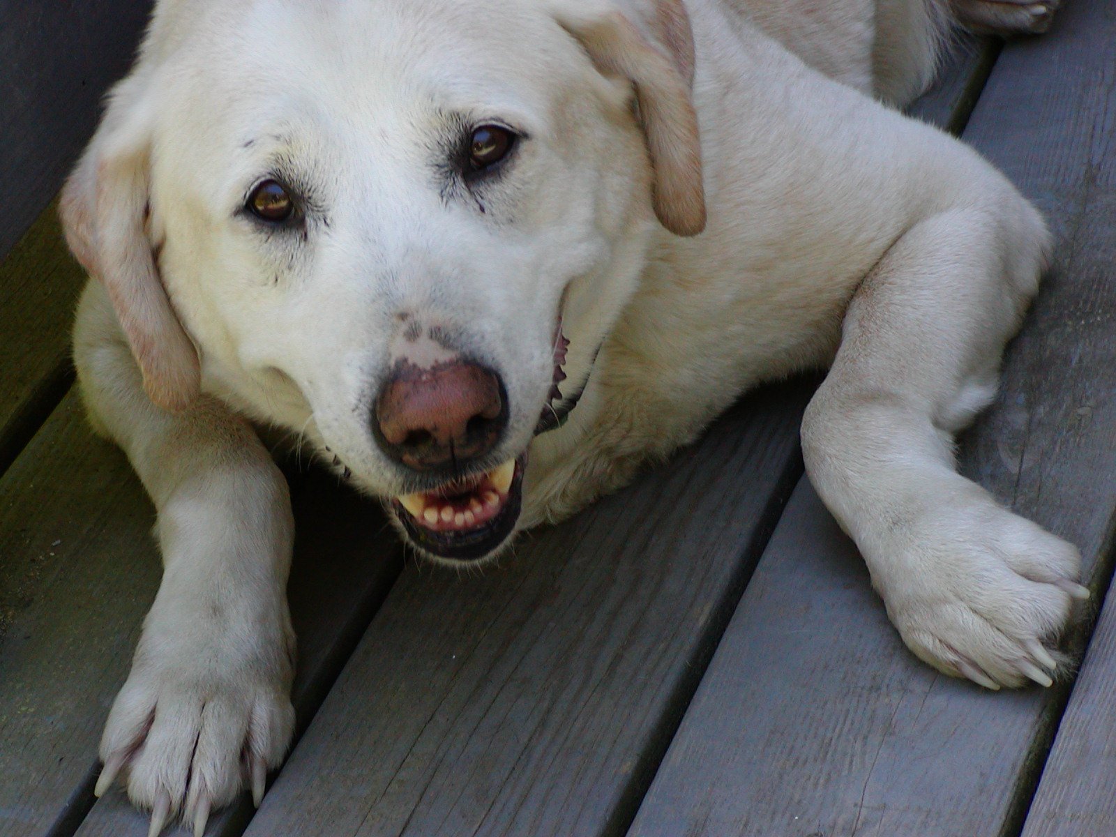 P52368 Sandy Smiling.JPG