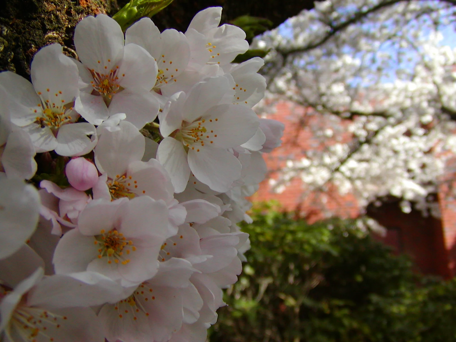 P3080041 Blossom and perspective.JPG