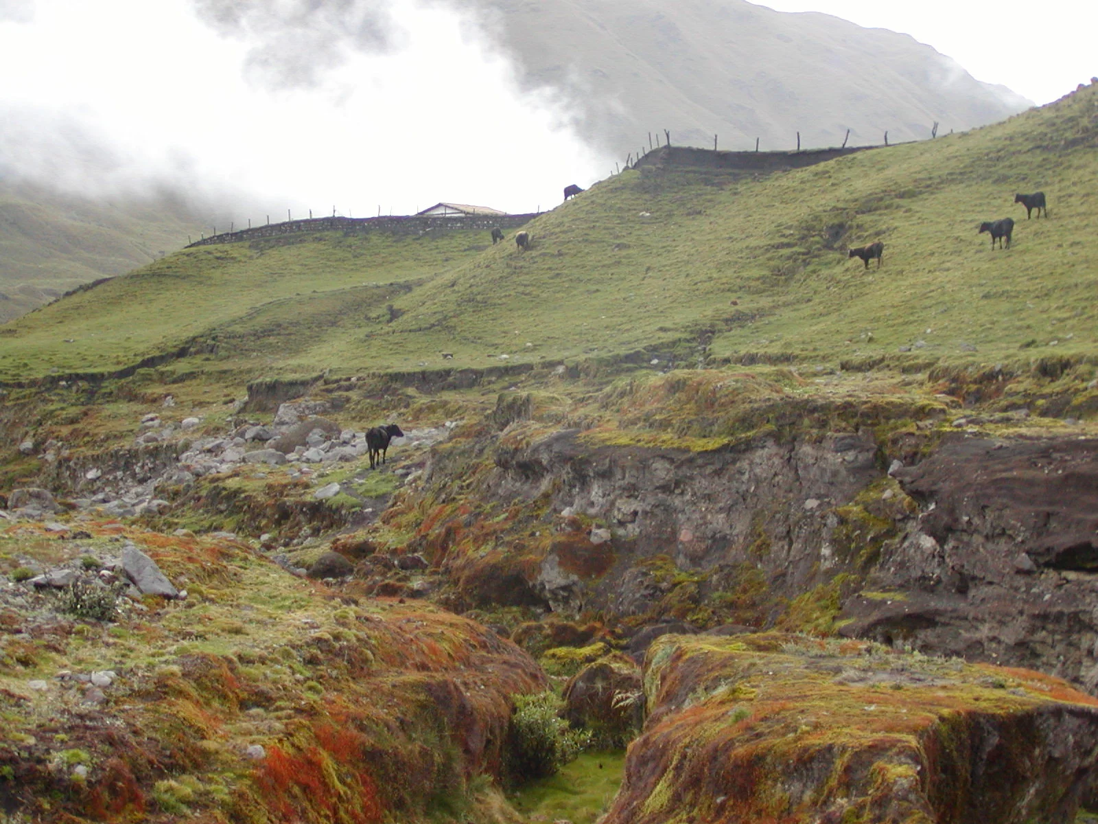 P3260075 Wild cows block our path.JPG