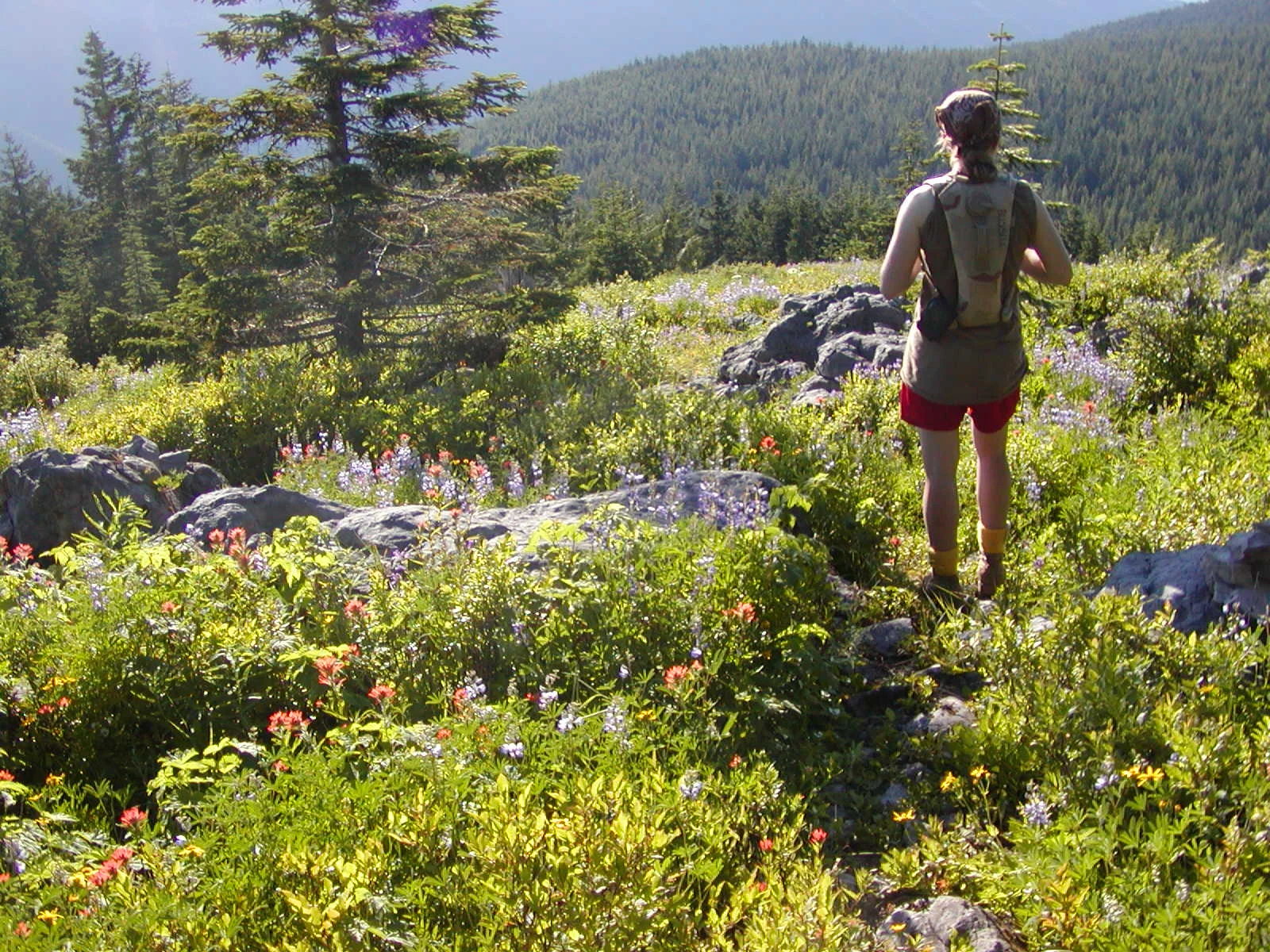 P7010033 Cara in a field.JPG