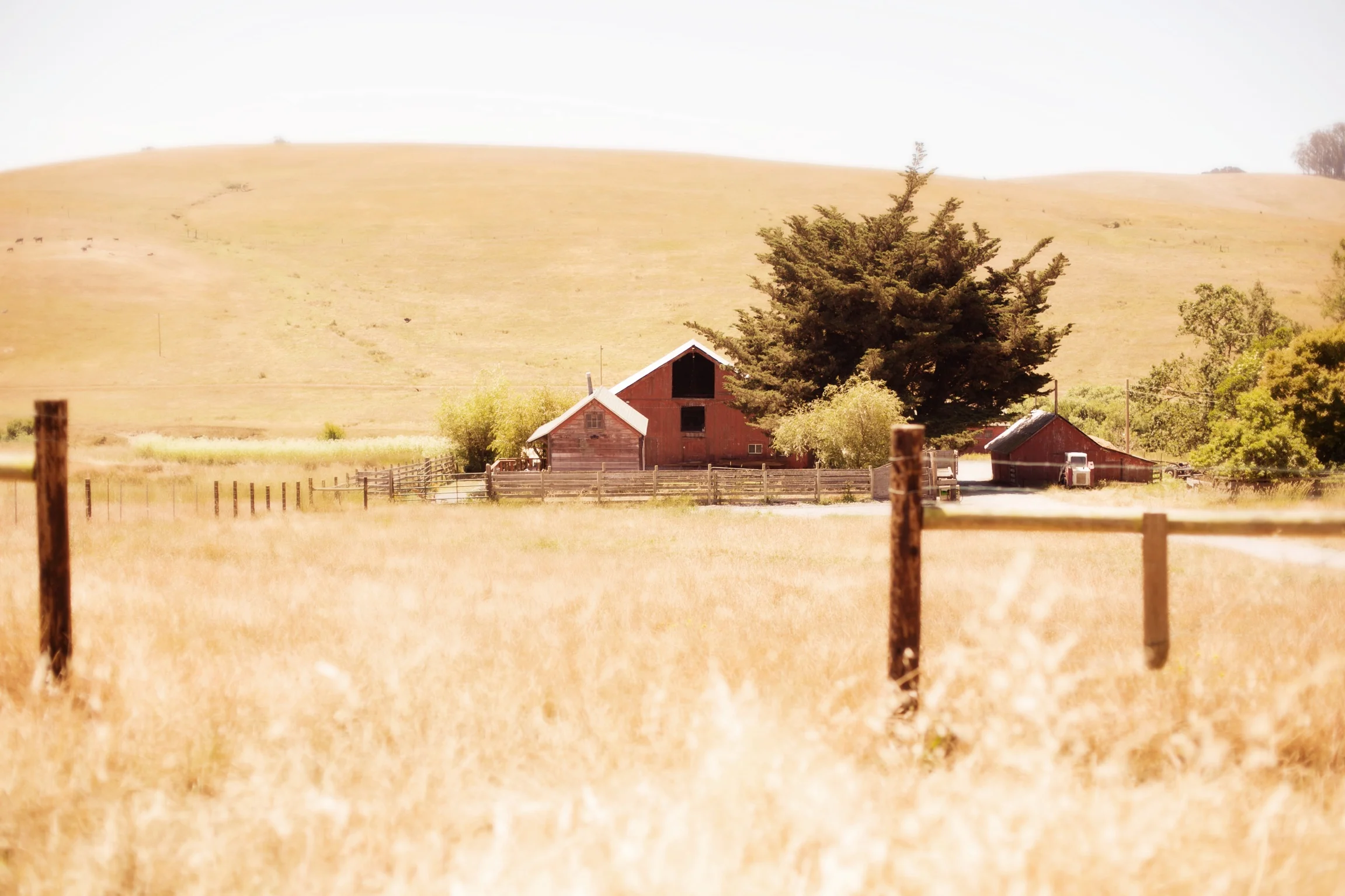 Wellness and Yoga on the Ranch: A MALT and Healing Farm Retreat