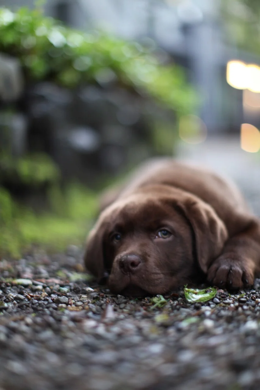 Puppies are Cute….and Completely Nuts