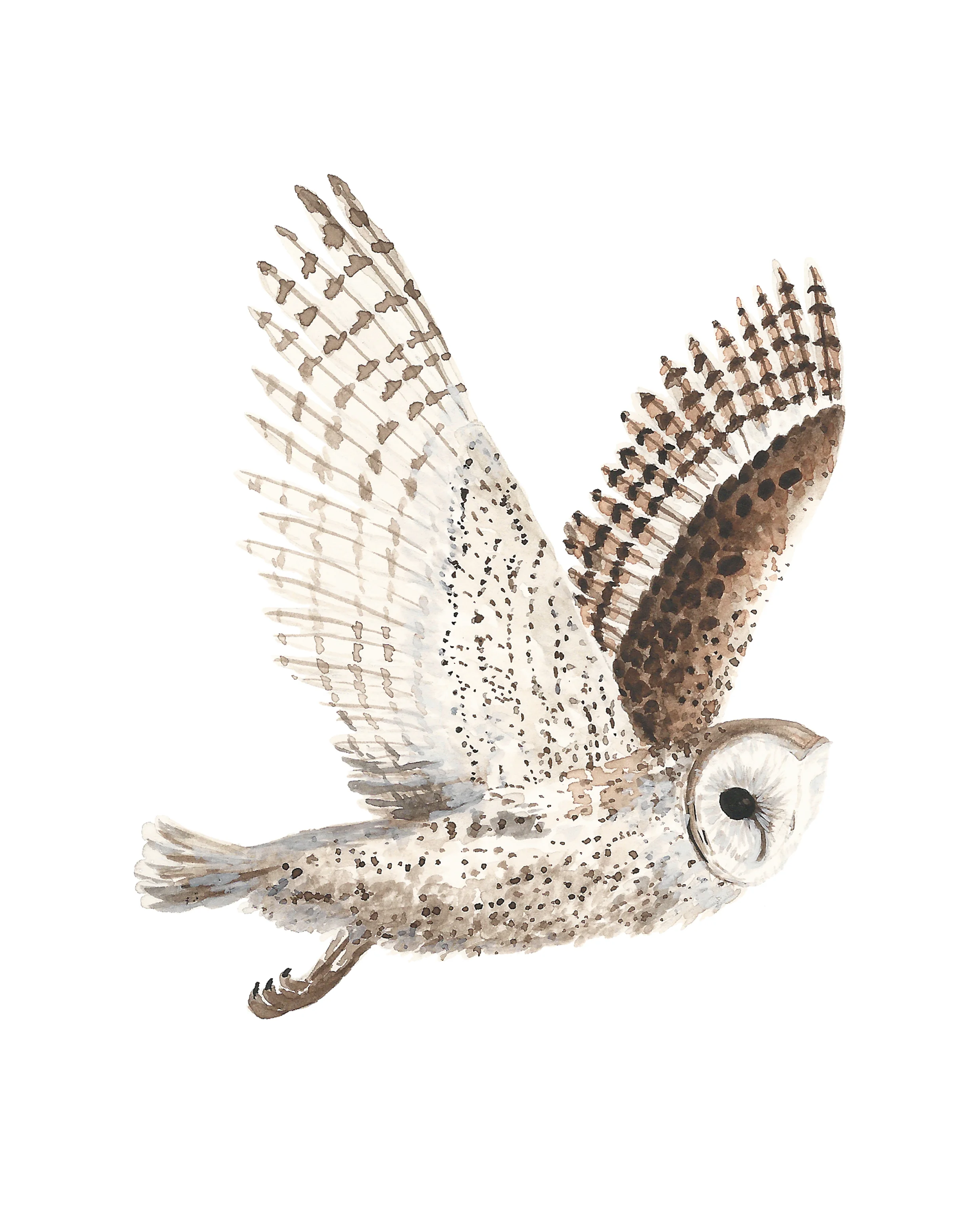 barn_owl_8x10_new.jpg