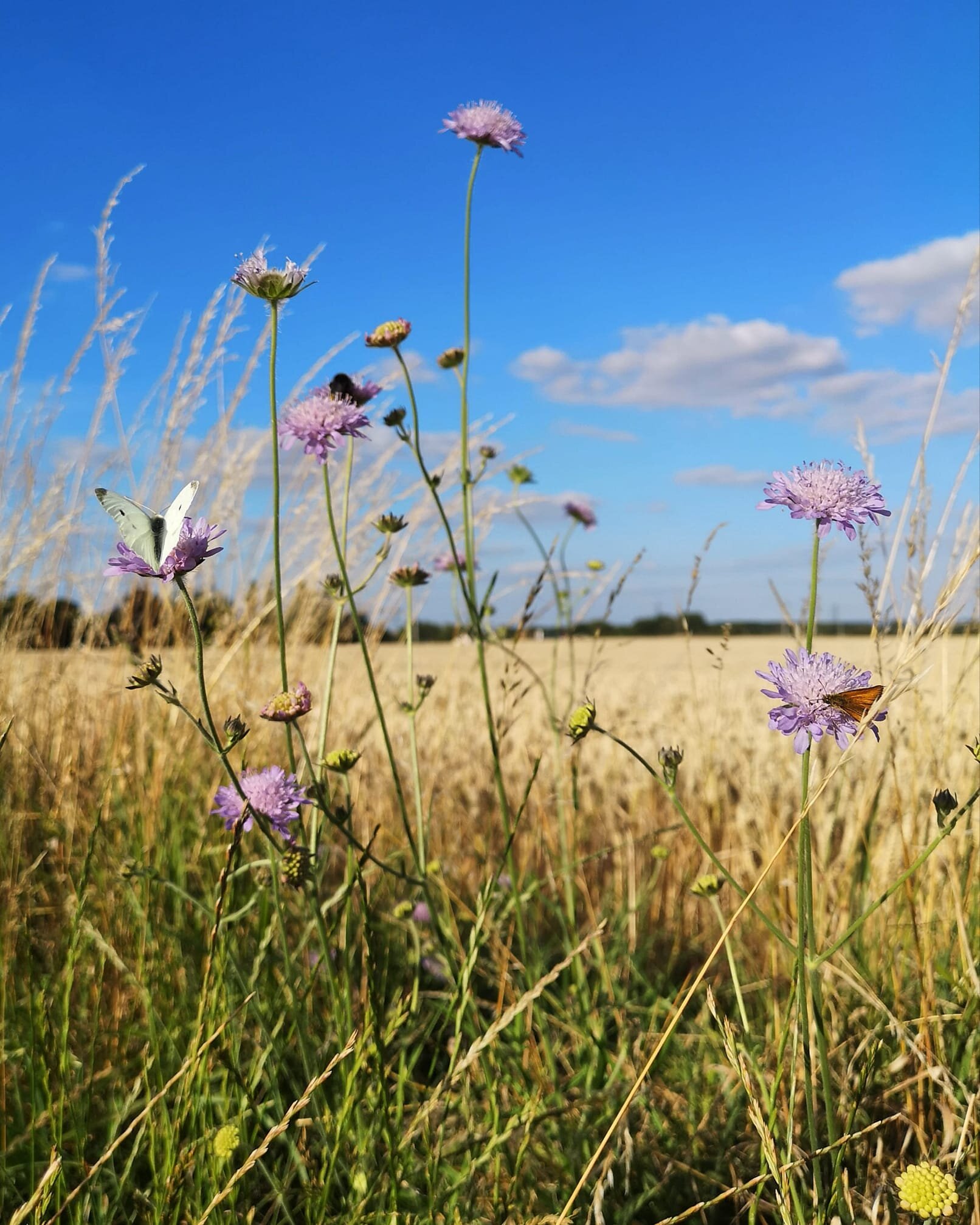 Walk in the wheat fields by Natasha Wheatley.jpg