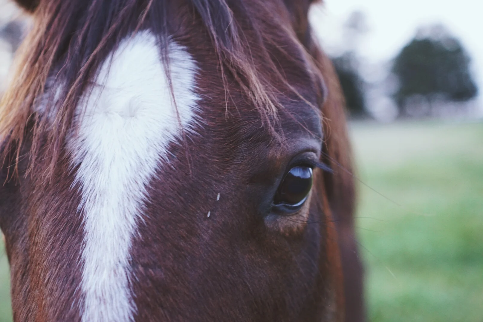   "Seabiscuit"&nbsp;   Brooks, Georgia || November 2015 || Sony A6000 