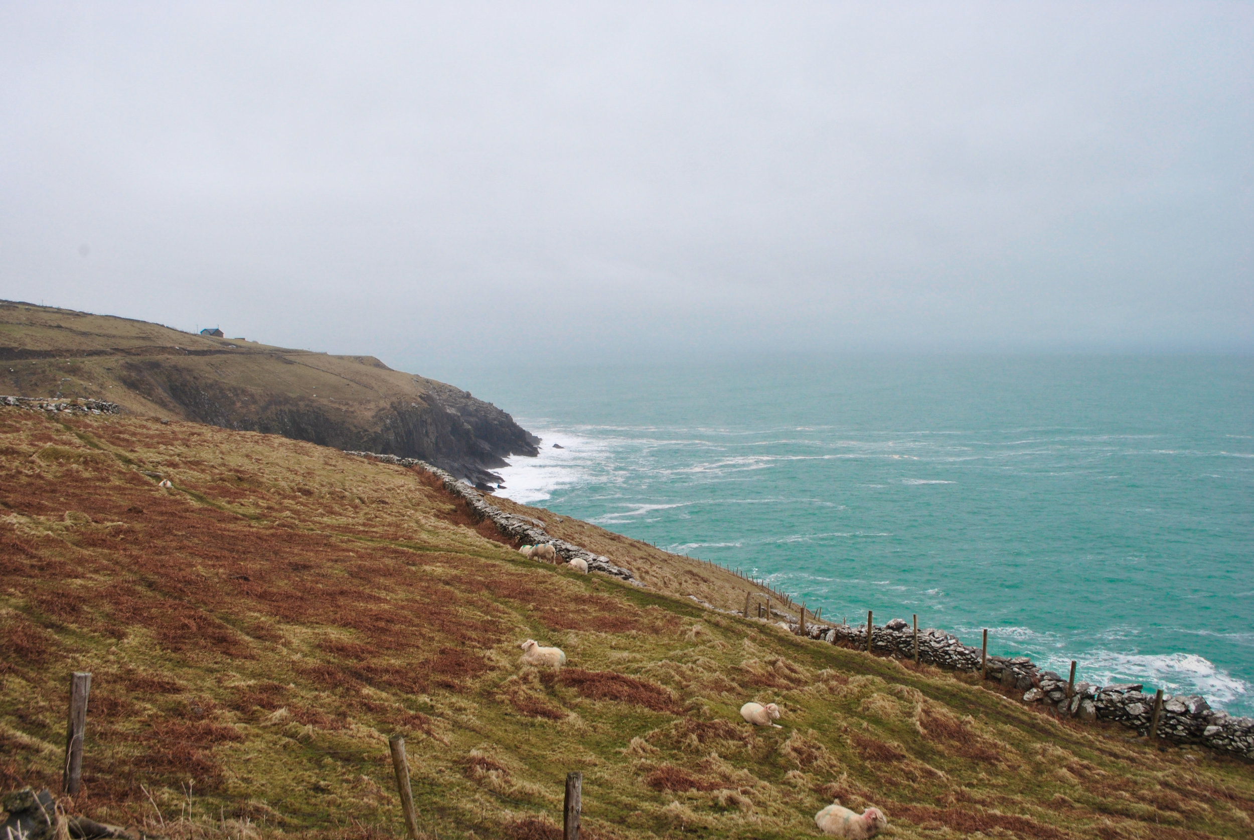   "Sheep vs. Sea"   Dingle, Ireland || April 2014 || Nikon D3000 