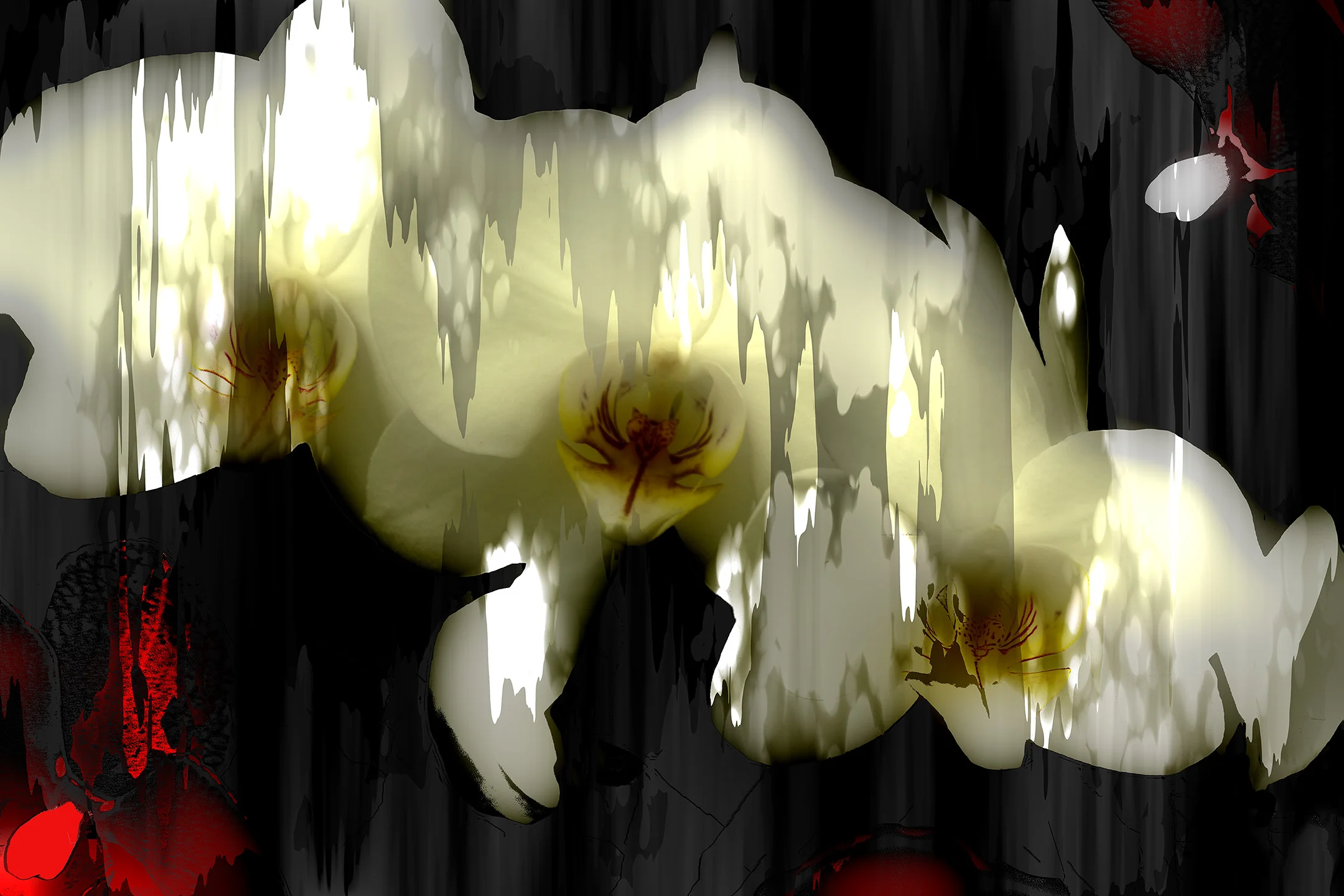 Angel Washed Orchids