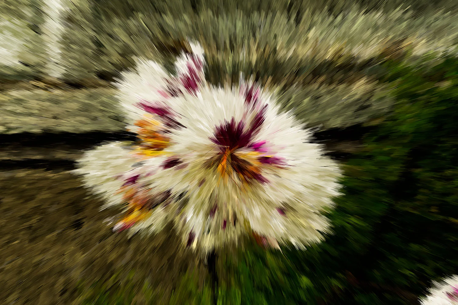 Impressionistic Orchid