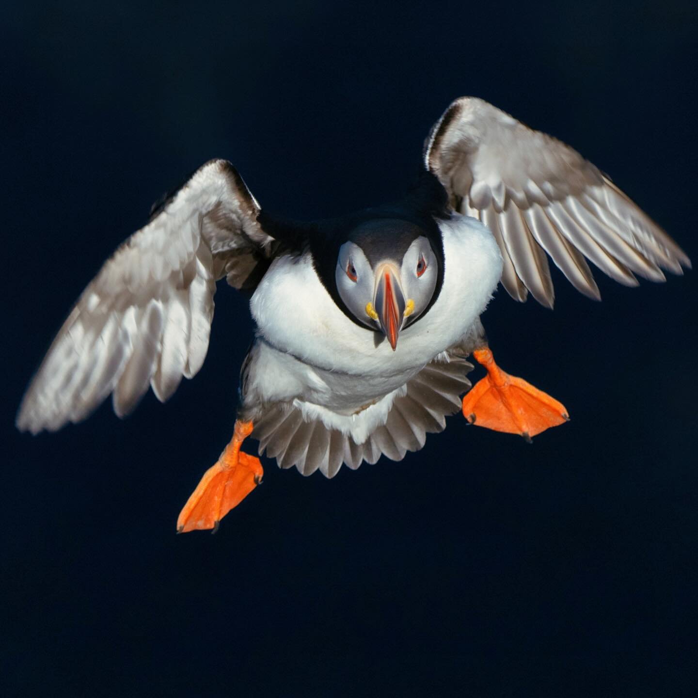 Close-up of an Atlantic Puffin in flight over Brei&eth;av&iacute;k, Westfjords, Iceland.

#AtlanticPuffin #PuffinInFlight #Westfjords #Brei&eth;av&iacute;k #IcelandNature #WildlifePhotography #NaturePhotography #BirdWatching #ExploreIceland #IcelandT