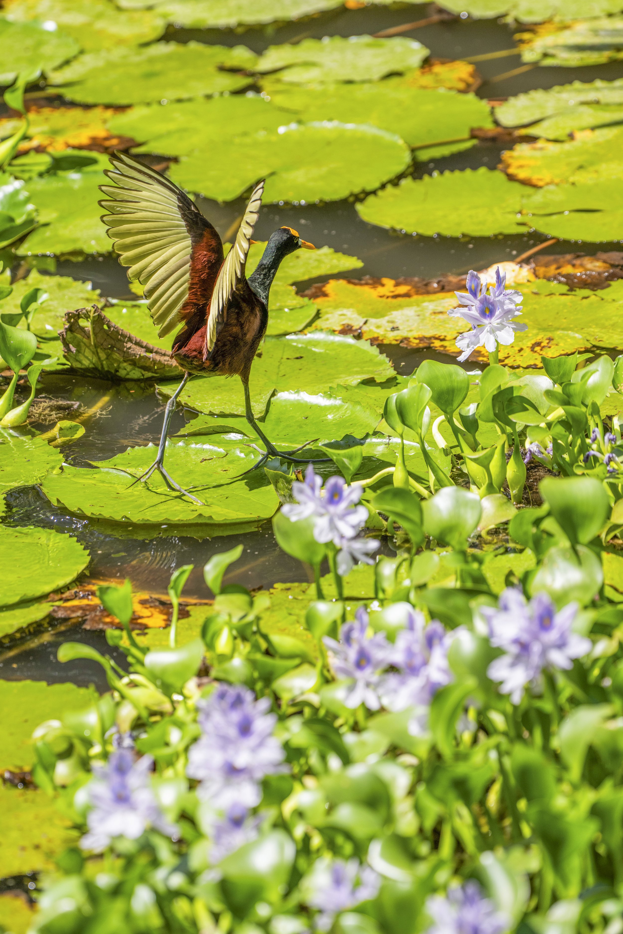 Jacana, Curu wildlife refuge, Costa Rica, David Vargas, @davidvargasphotography-001.jpg