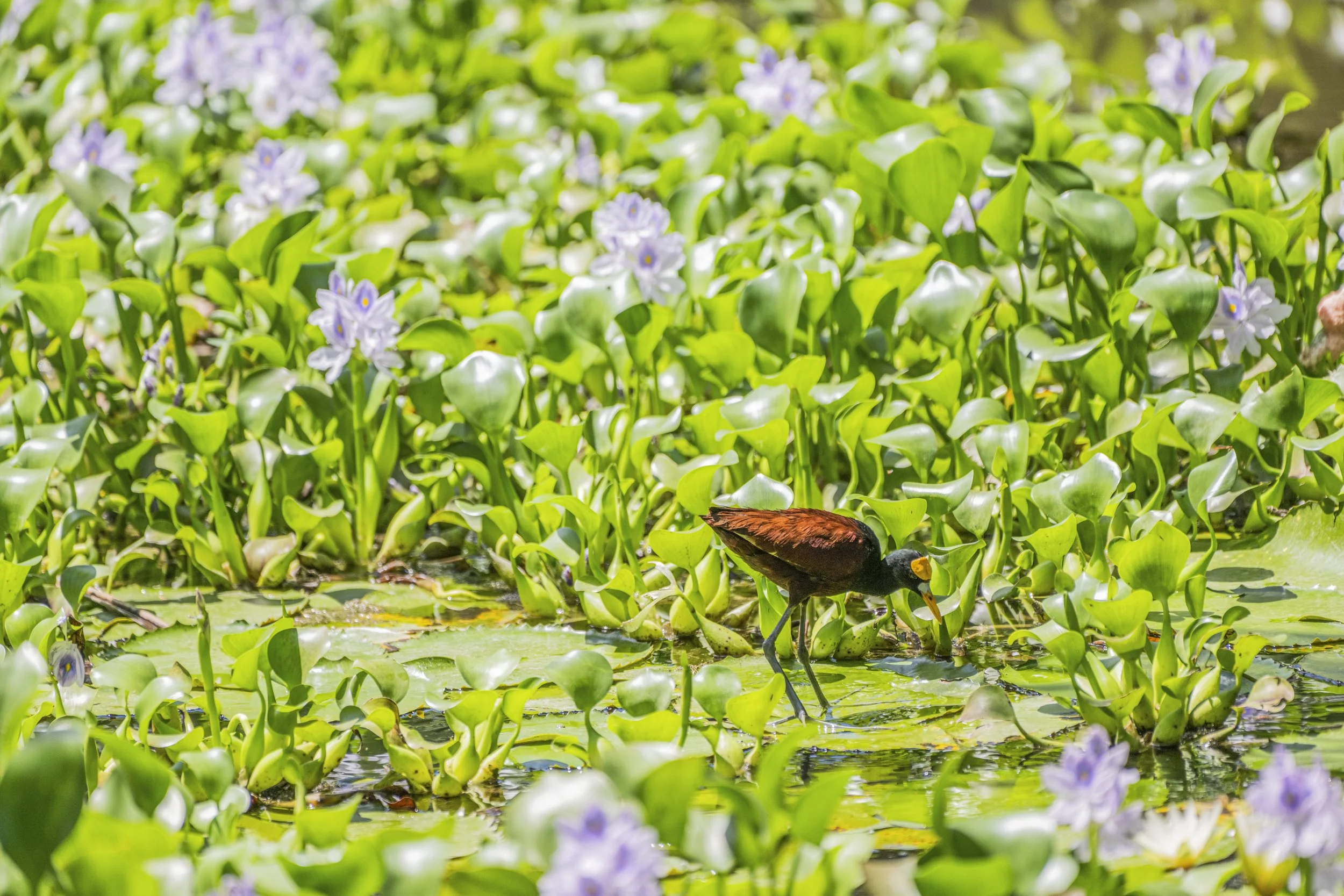Jacana, Curu wildlife refuge, Costa Rica, David Vargas, @davidvargasphotography-002.jpg