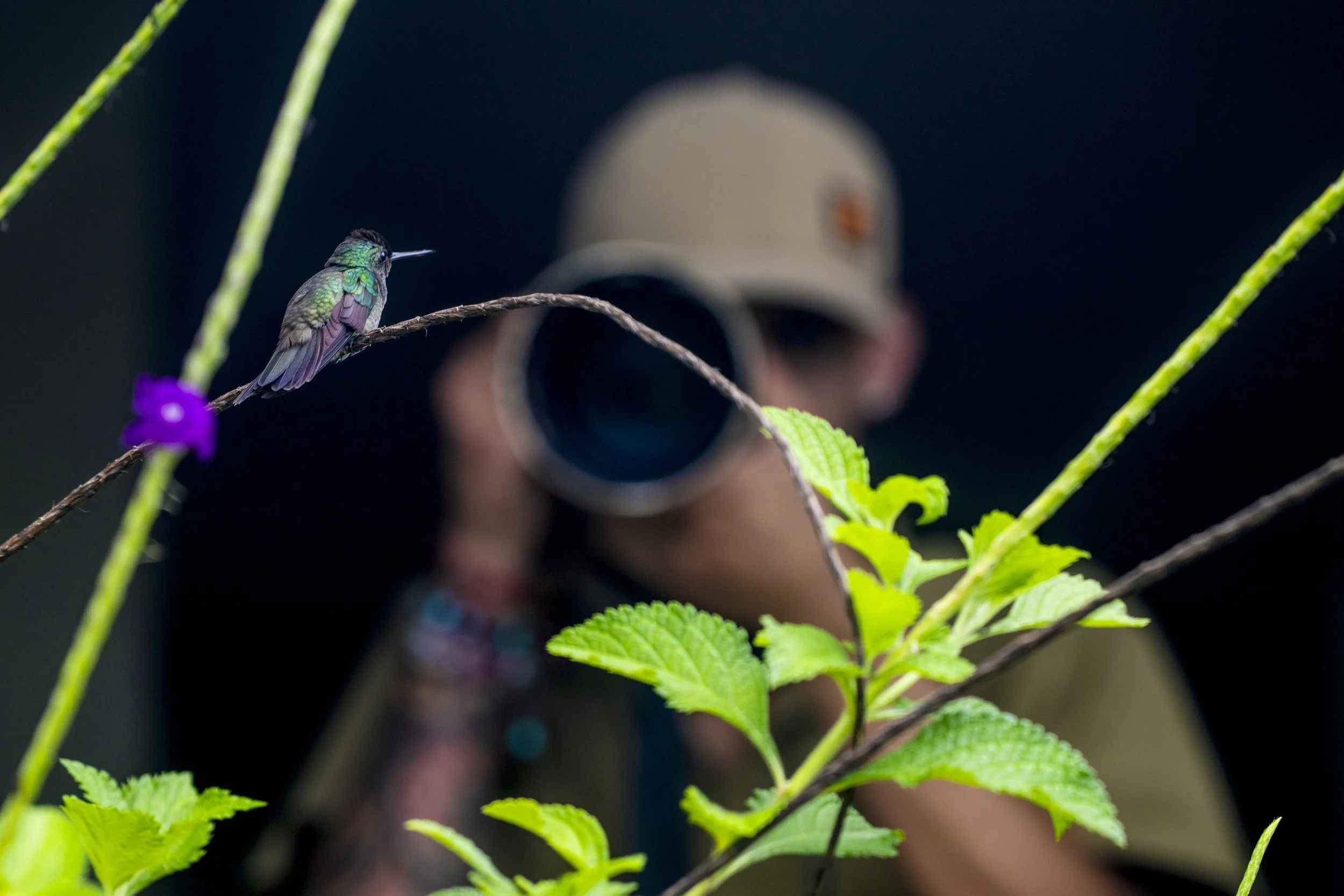 Humingbird, Rio Claro, Costa Rica, David Vargas, @davidvargasphotography-001.jpg