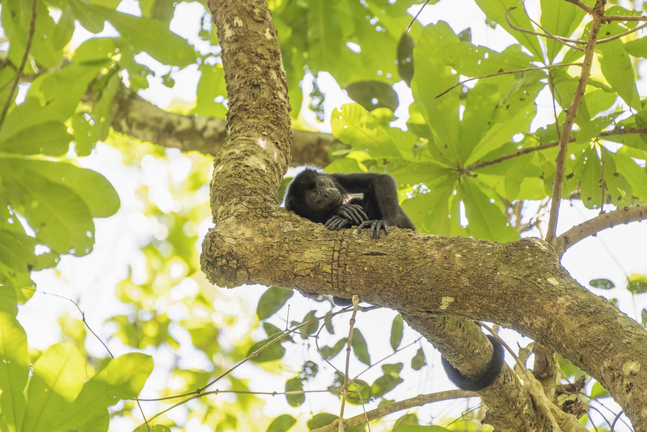 HowlerMonkey, Curu wildlife refuge, Costa Rica, David Vargas, @davidvargasphotography-001.jpg