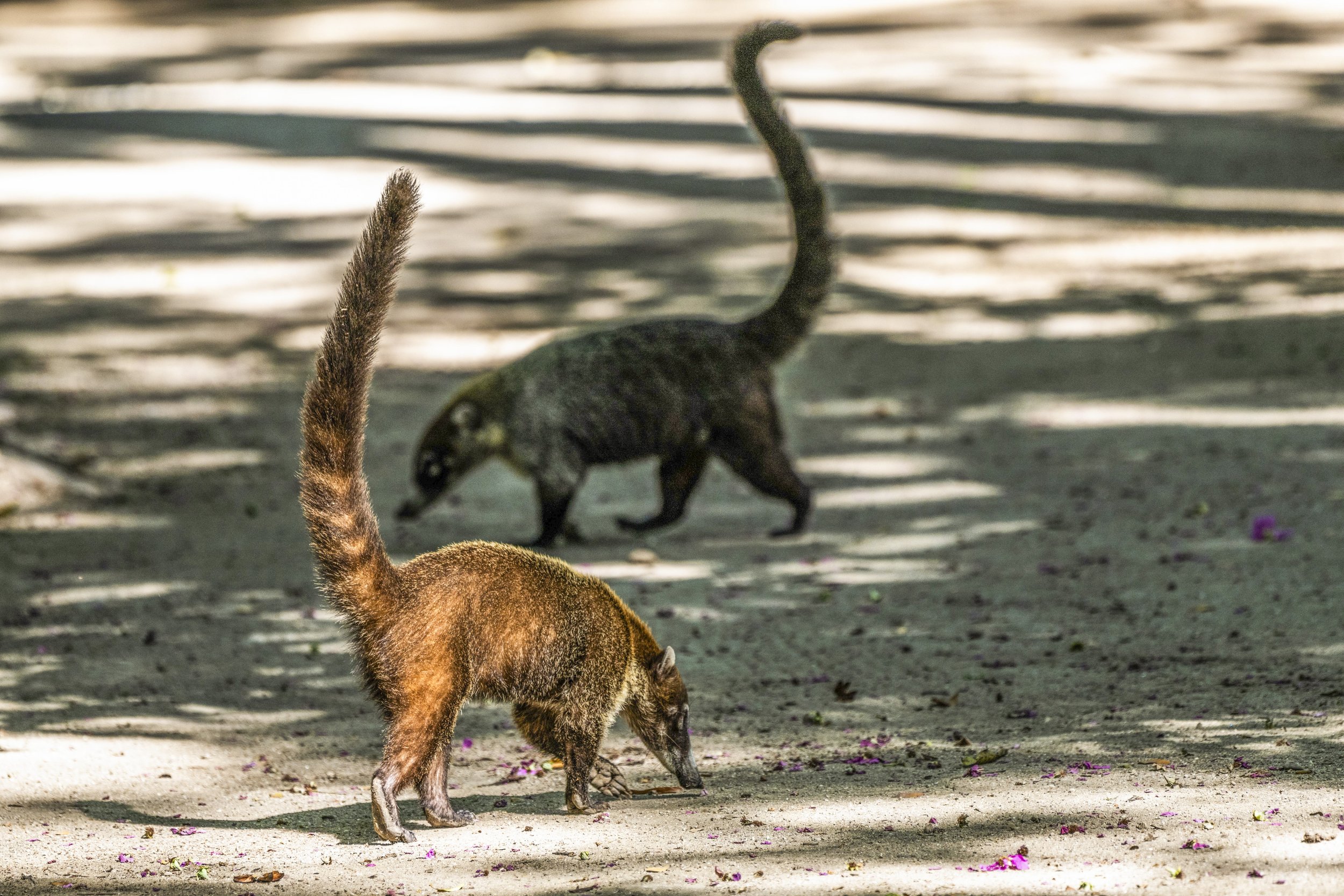 White-nosed Coati, Curu wildlife refuge, Costa Rica, David Vargas, @davidvargasphotography-001.jpg