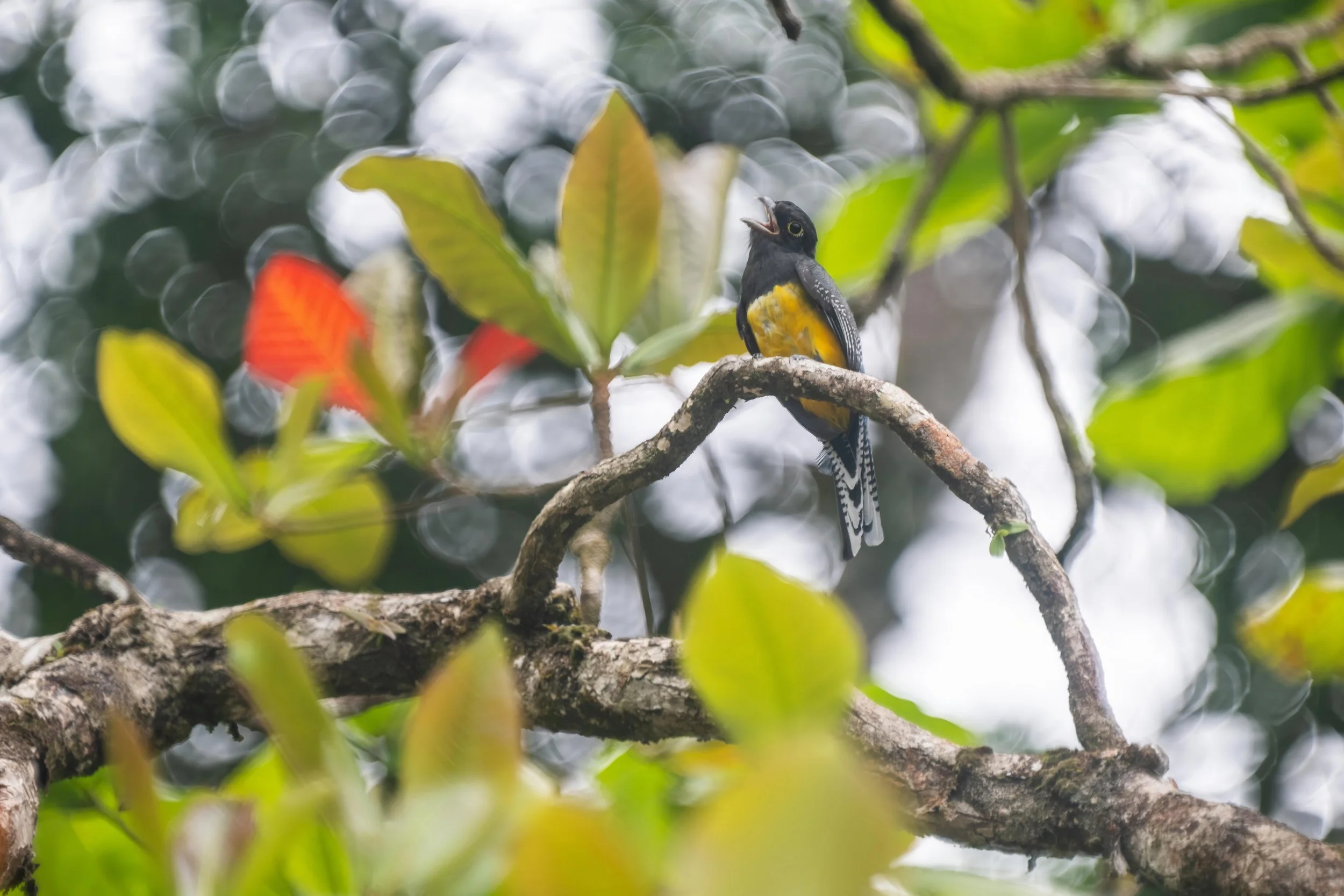 Violaceous Trogon, Rio Claro, Costa Rica, David Vargas, @davidvargasphotography-001.jpg