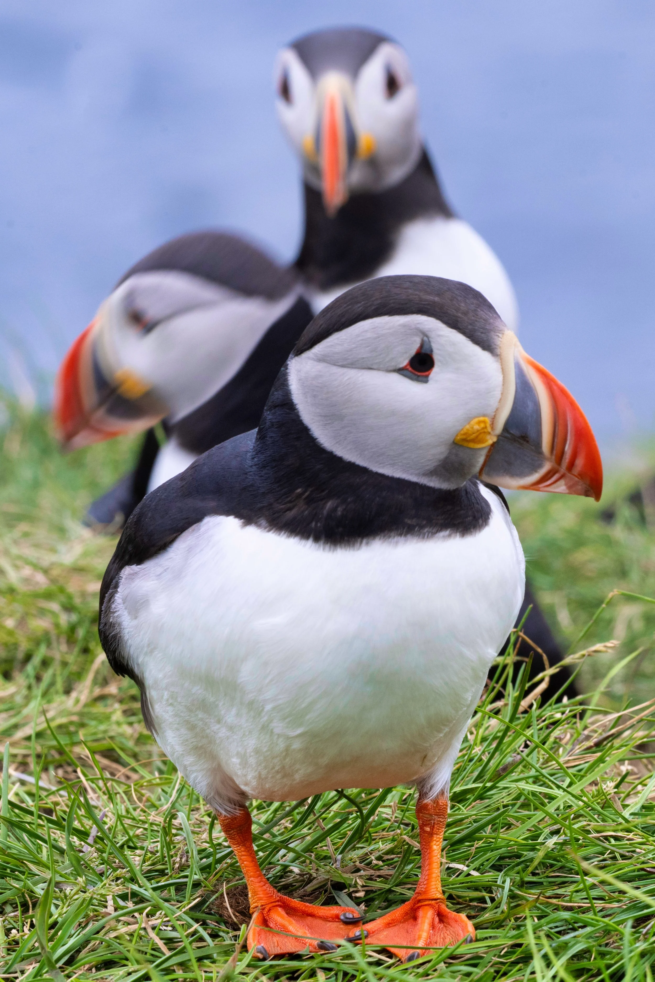 LEX-Iceland Borgarfjörður Eystri Múlaþing Eastern Region DV2473.jpeg