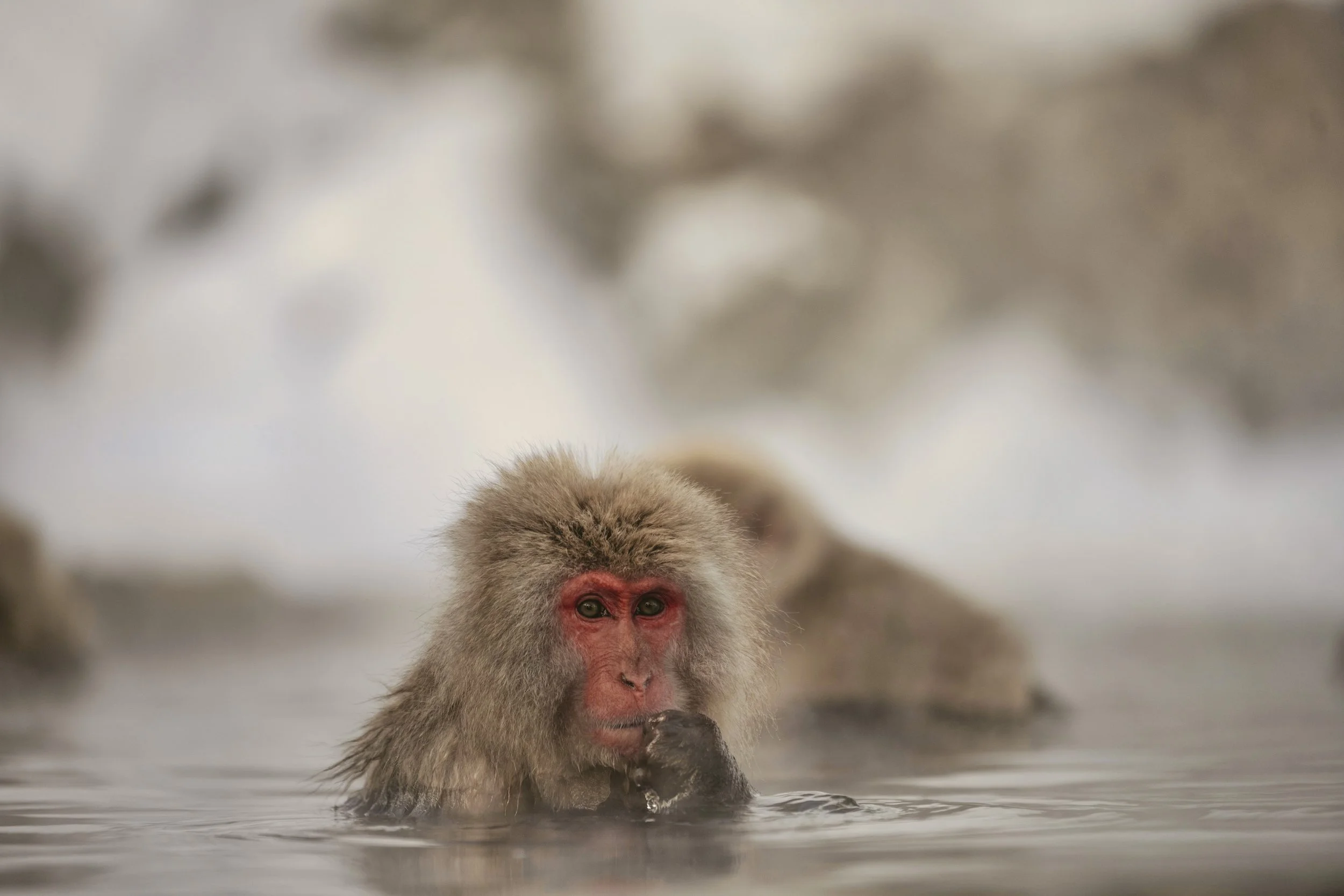 Snow Monkey_Japan 2025-632.jpg