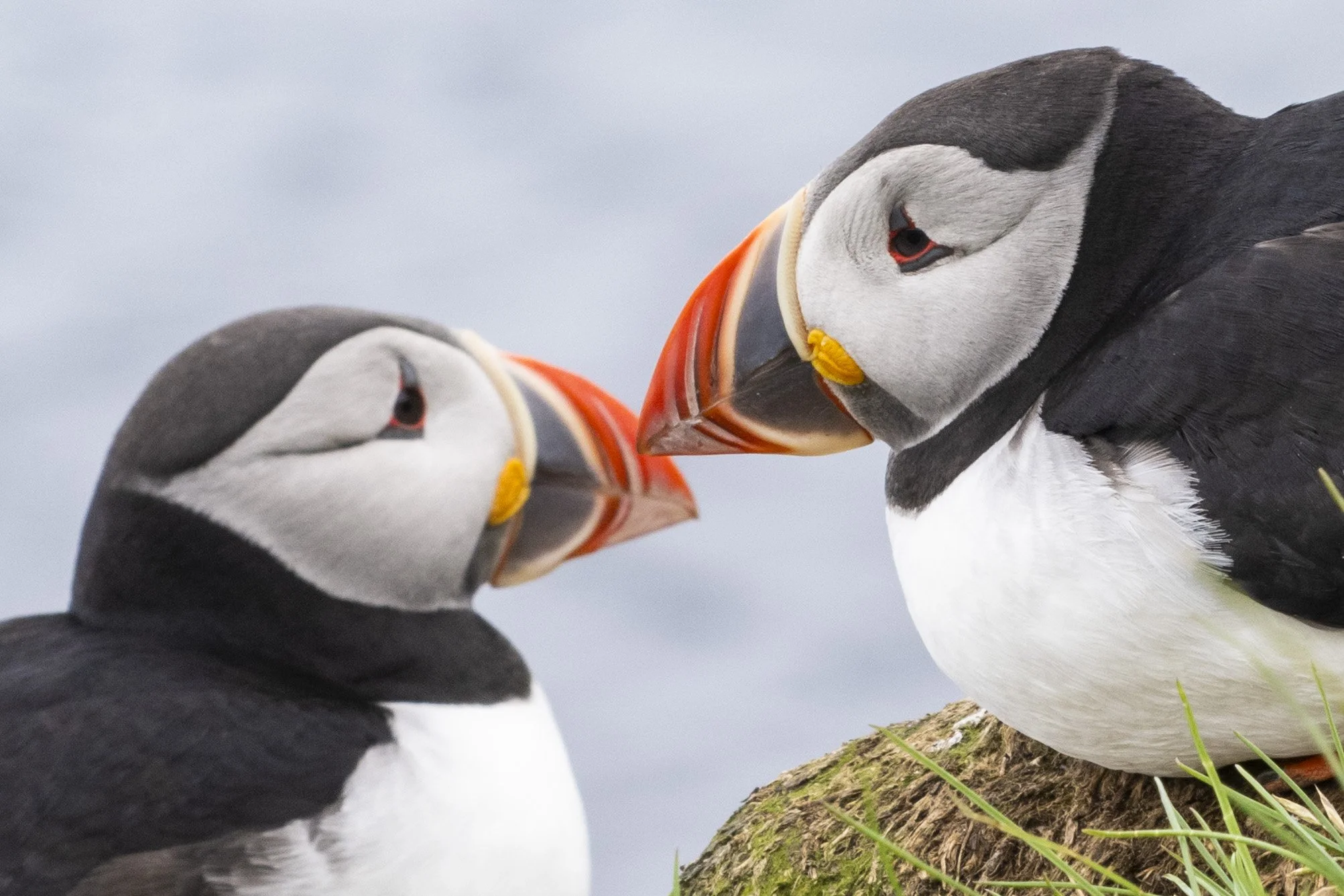 Borgarfjörður Eystri-1199.jpg