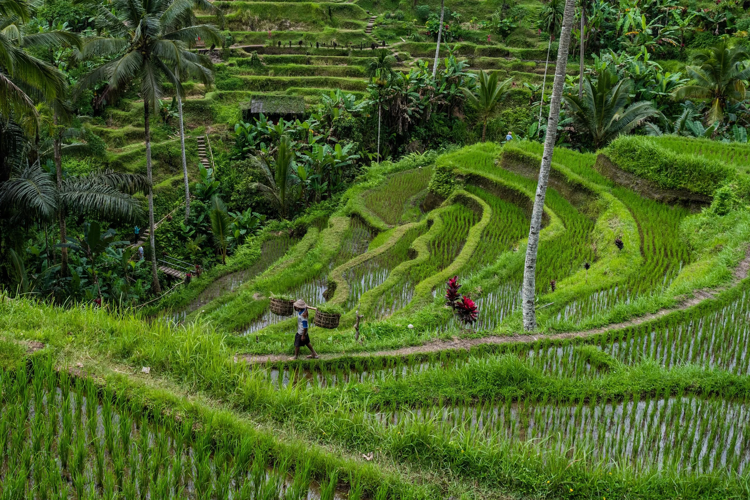 Tegalalang Rice Terrace-310.jpg