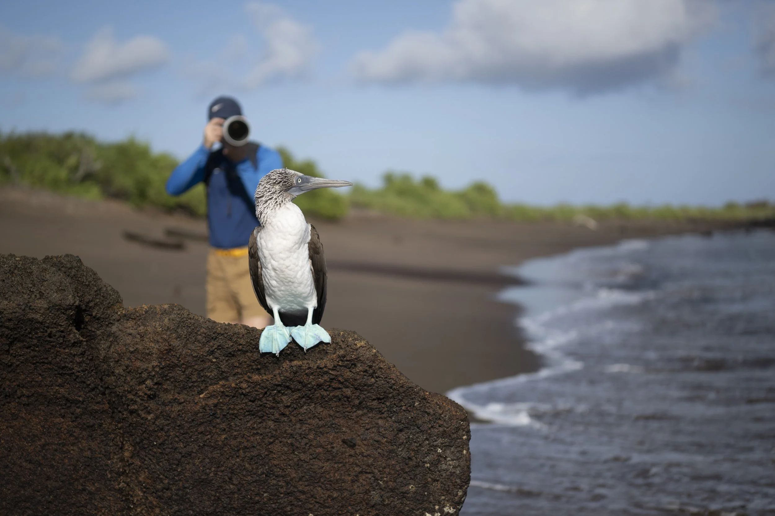 Pta Cormarant-2503.jpg