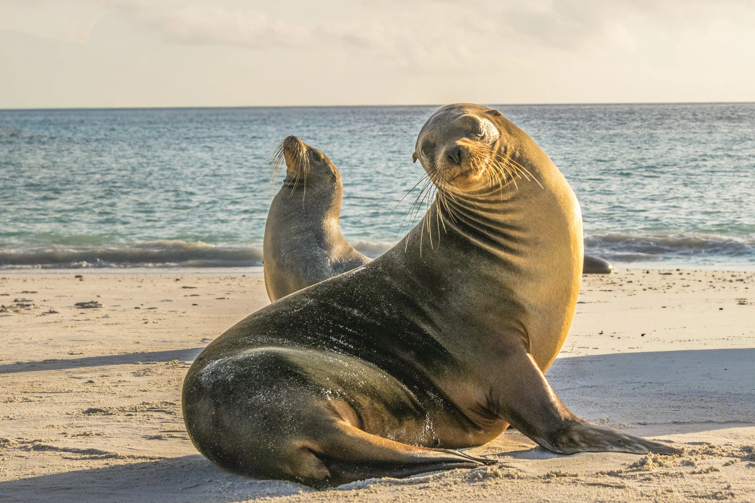 Espanola Island-2197_1.jpg