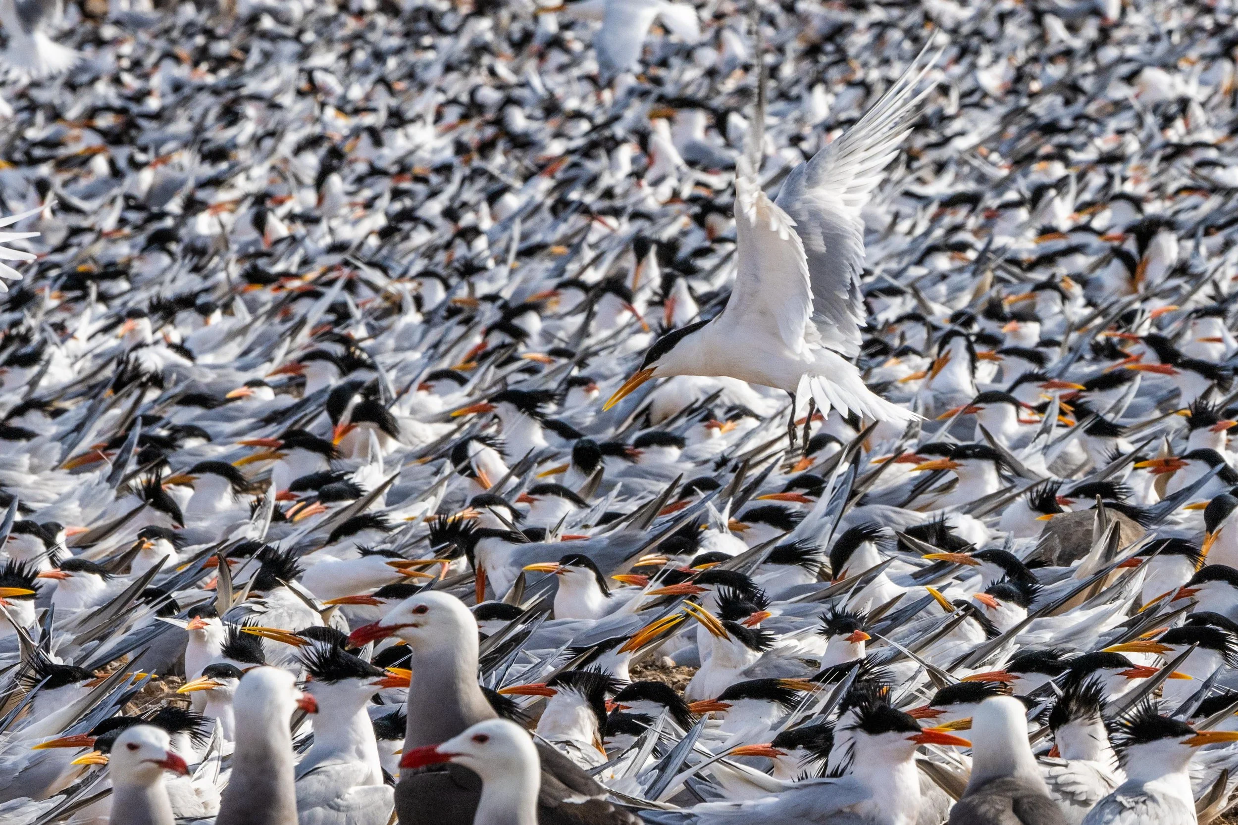 Rasa Island_Baja-603-2.jpg