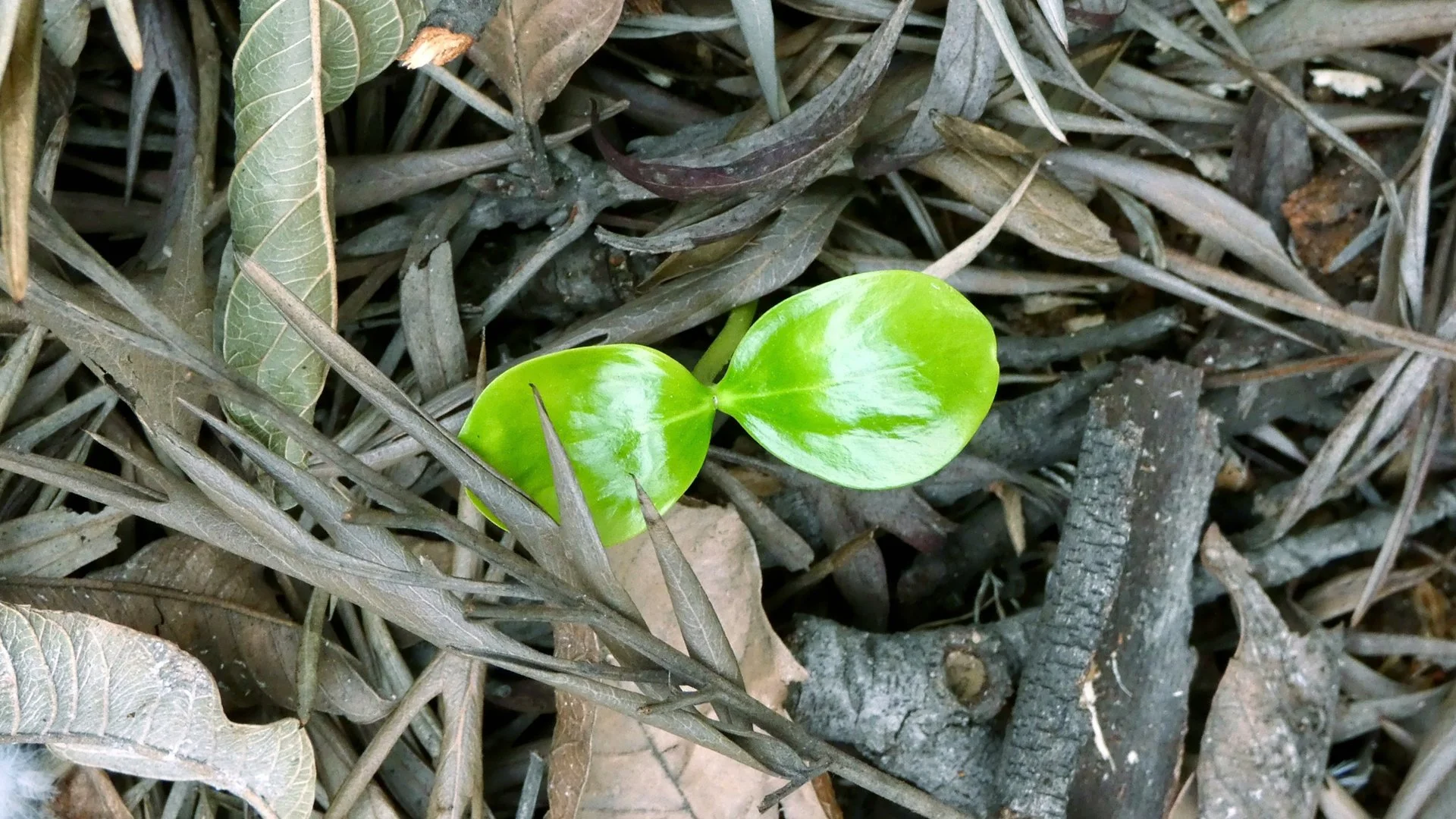 Finding hope and happiness