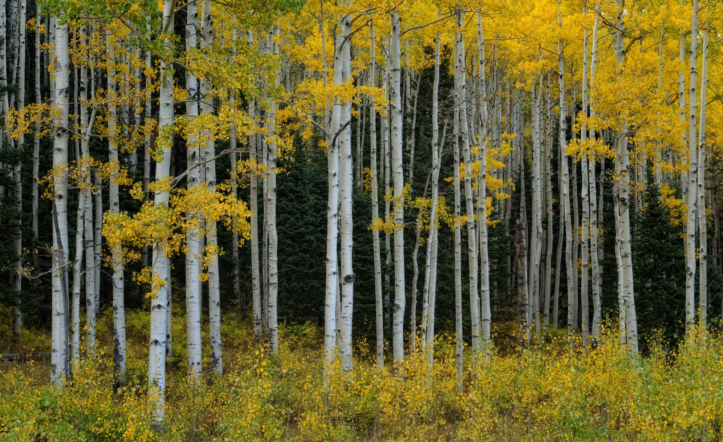 ©Doug Bennett Photography - Aspens