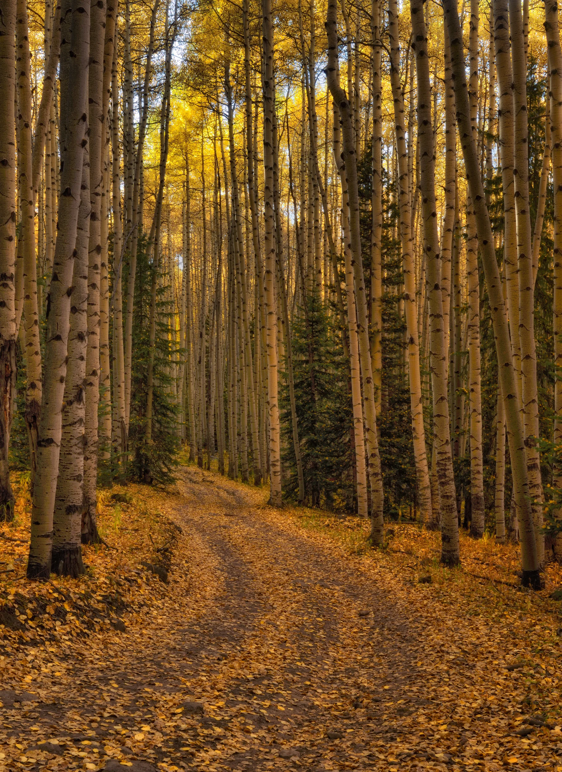 ©Doug Bennett Photography - Fall Journey
