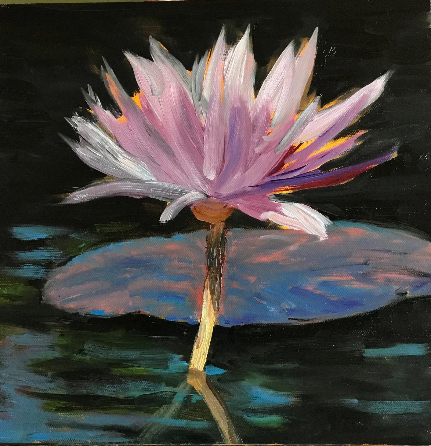 Pink Water Lily 