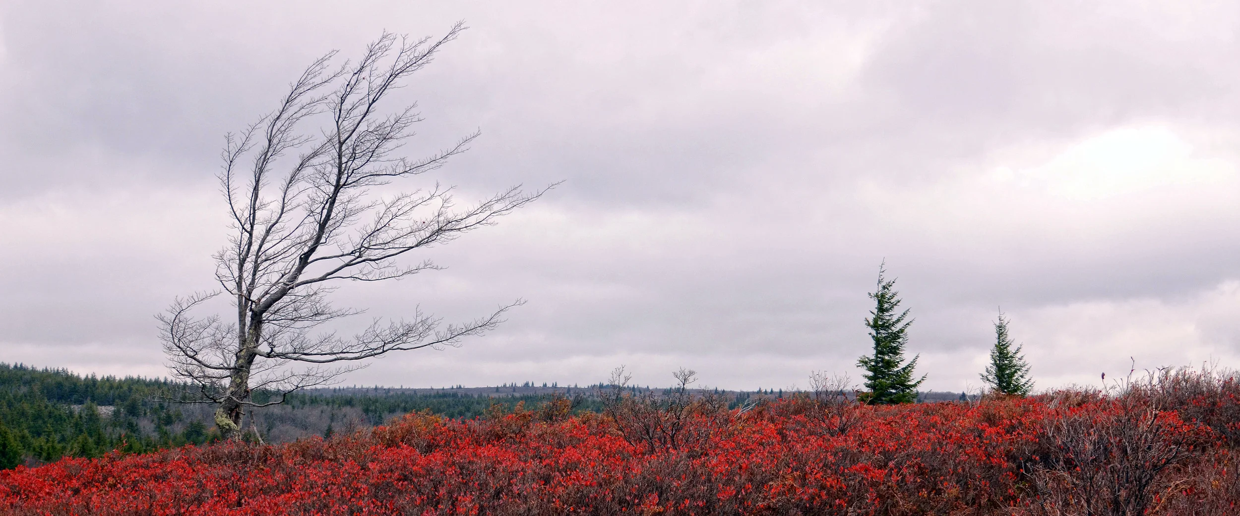 Dolly Sods, WV