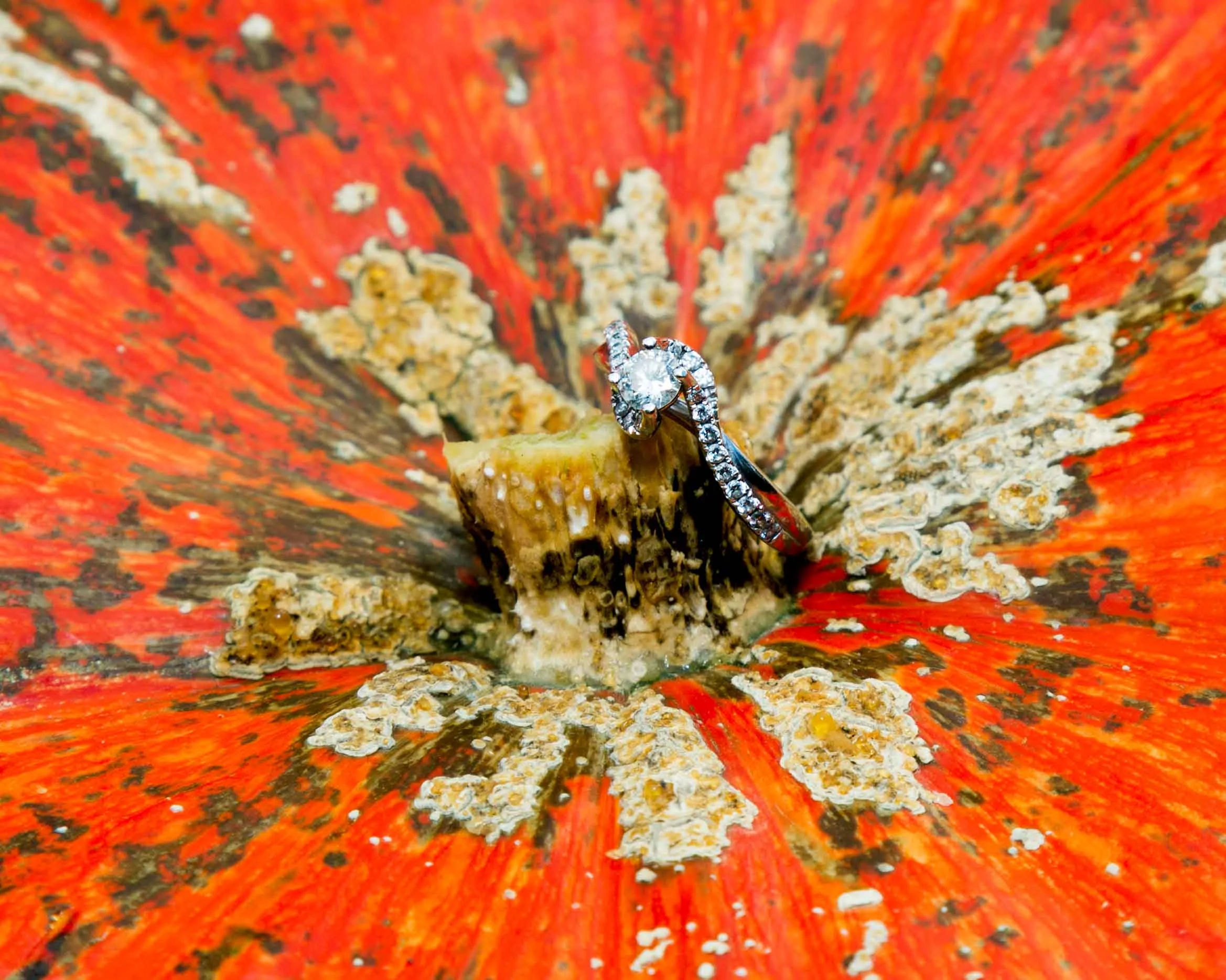 K&P Engagement-123-Edit.jpg