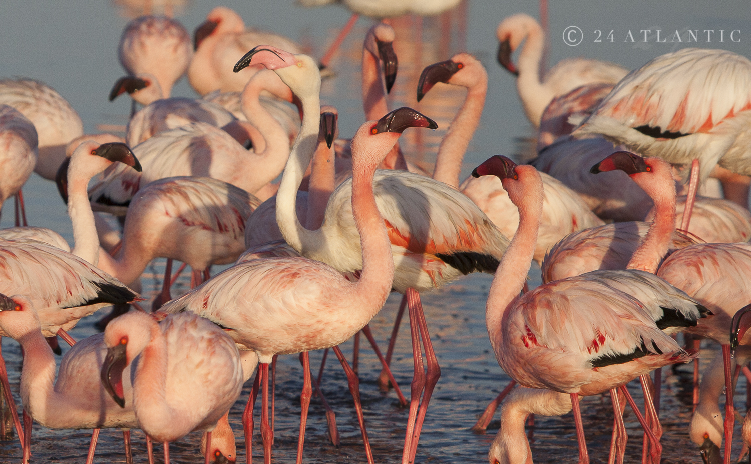 Flamingo Mania. Walvis Bay