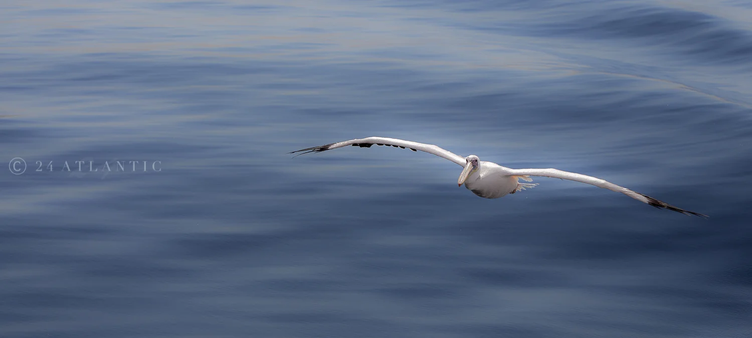 Pelican coming in to land - Walvis Bay, Namibia.