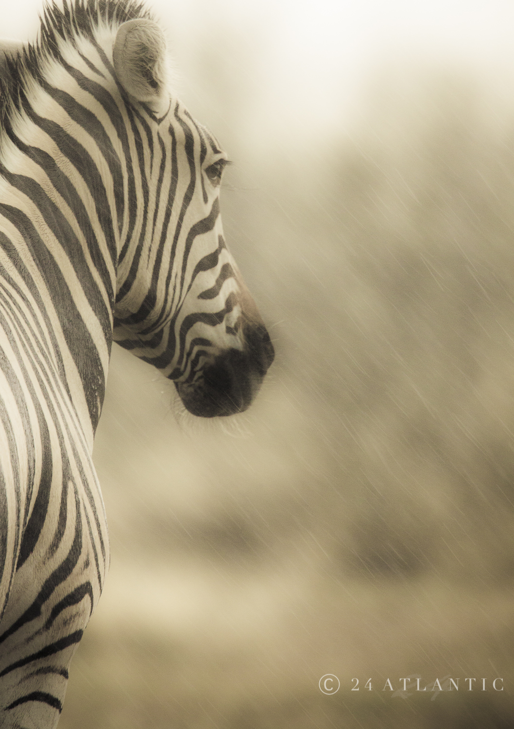 Zebra in the Rain - Etosha National Park