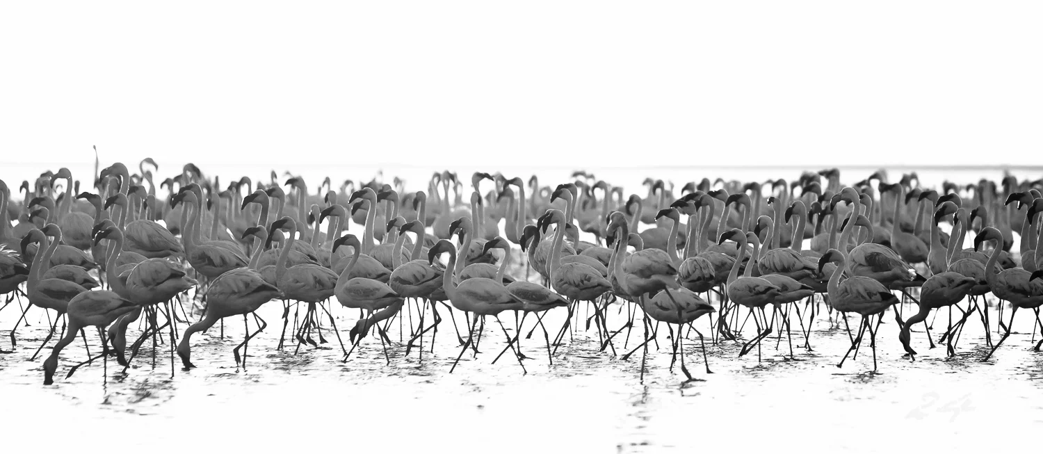 Stick Legs - Walvis Bay