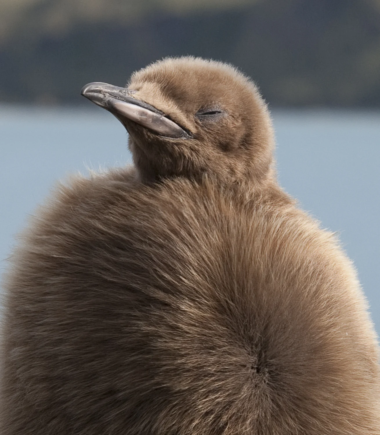 Wind Chill © 24 Atlantic 2014 Young King Penguin