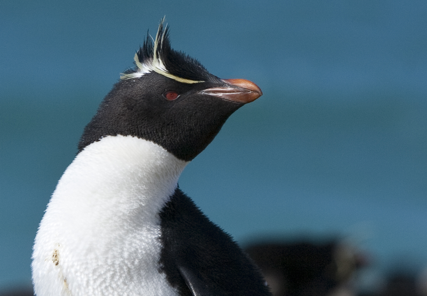 Due East © 24 Atlantic 2014 Rock Hopper Penguin