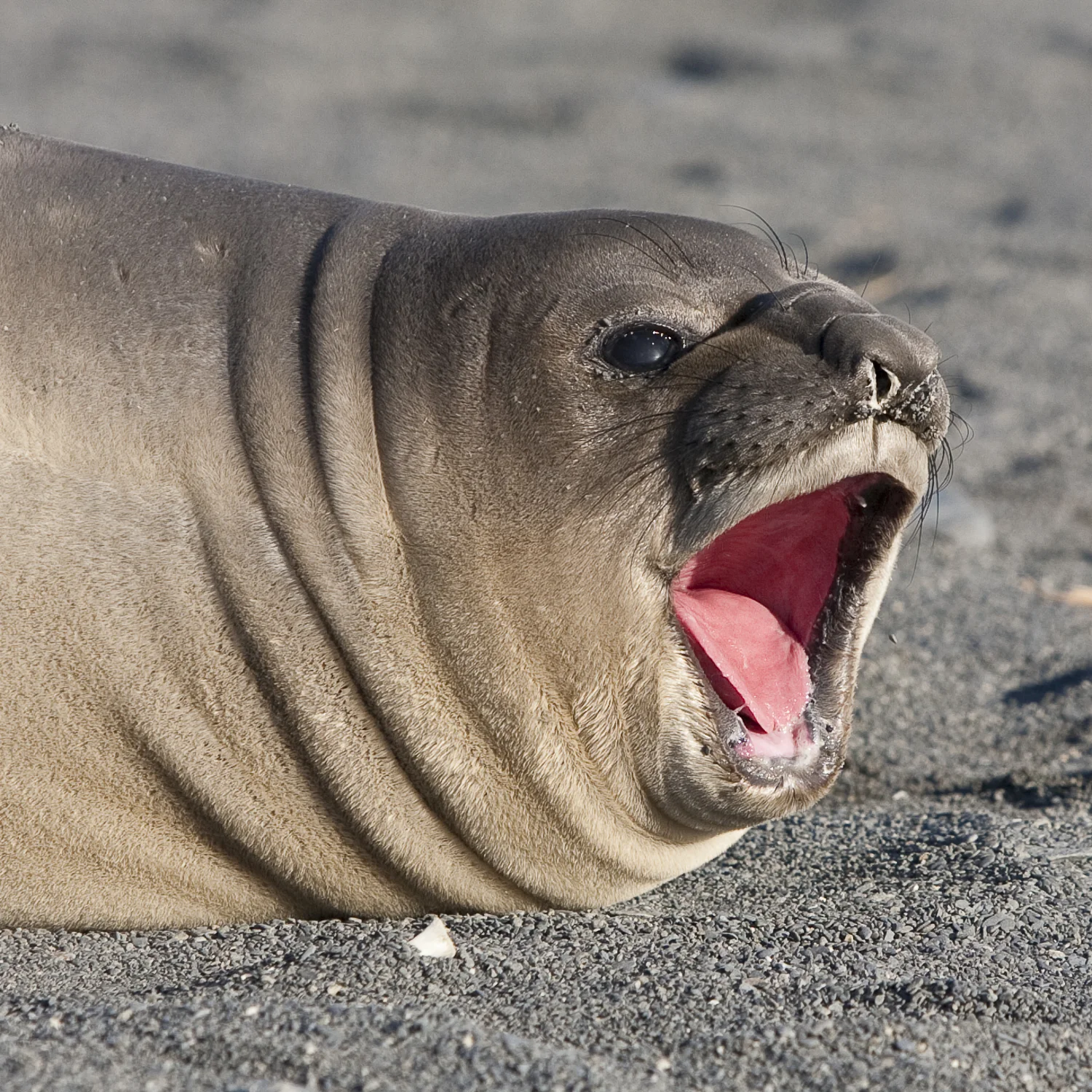 Say Aaaah © 24 Atlantic 2014 Elephant Seal