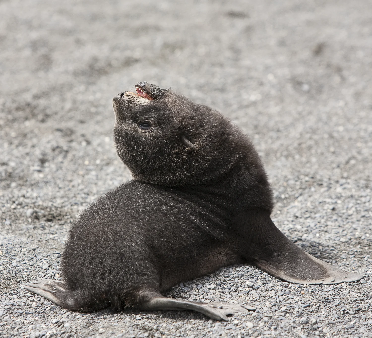 Where's my Ma © 24 Atlantic 2014 Fur Seal pup.