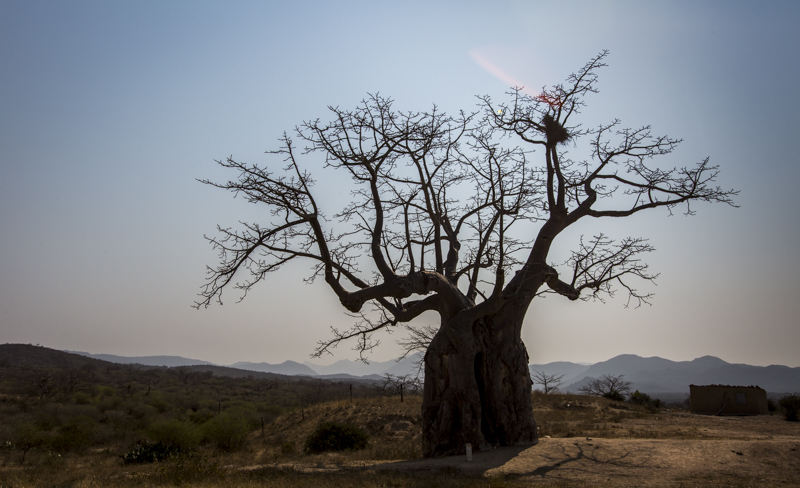 BaobabTrees Lubango, Huila Provence ©24Atlantic