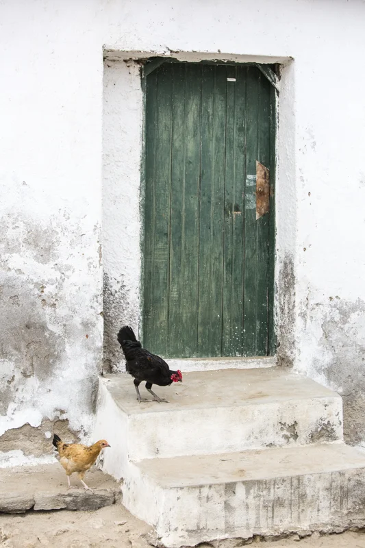 Crumbling walls, textures, peeling paint, and survival chickens. ©24Atlantic
