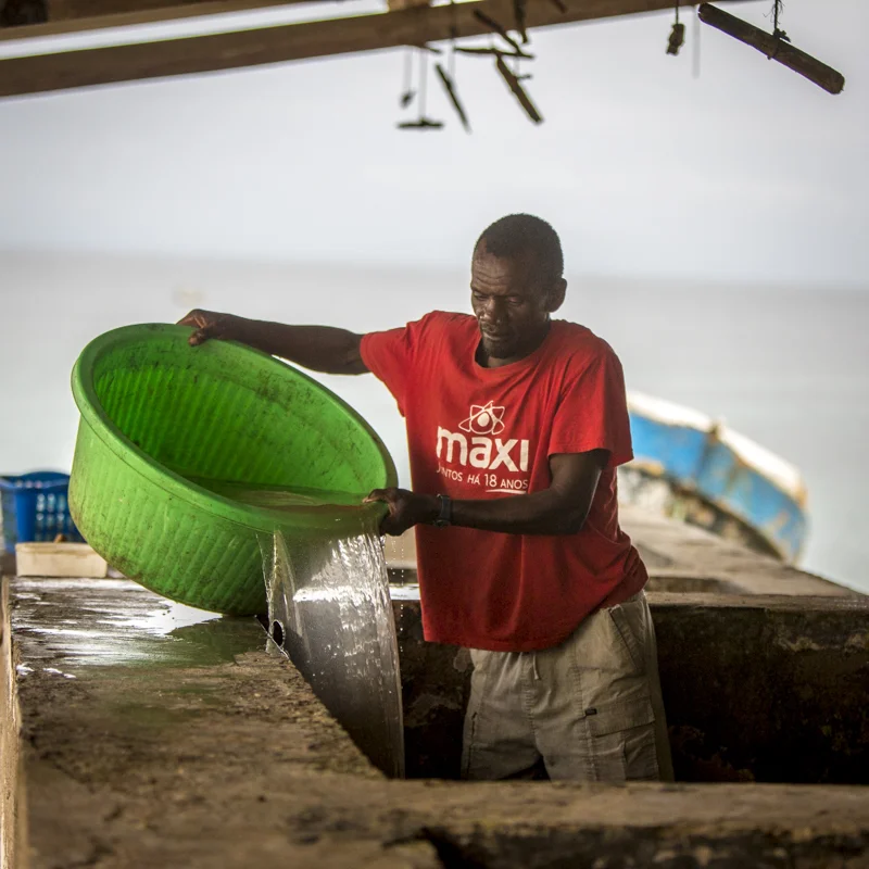 Feet are cleaned, salt water into the holds for preserving fish. ©24Atlantic