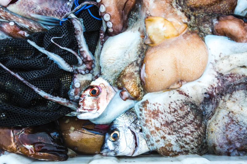 Catch of the Day - marine textures, shapes, and colours. ©24Atlantic