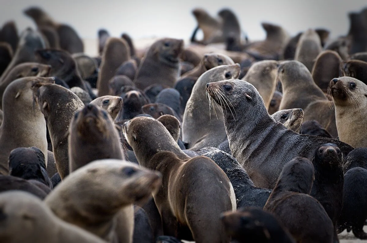Keeping Photography Simple Focus on 80.000 seals